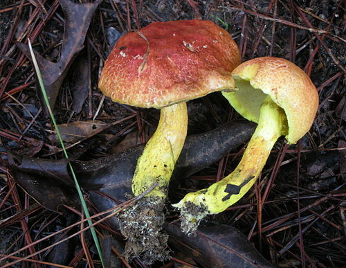 Pulveroboletus ravenelii